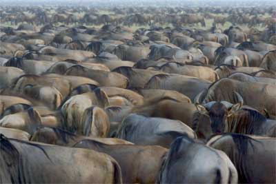 Wildebeest at Ndutu 2nd Feb 2005, photographed by one of our guests, Todd Gustasson.