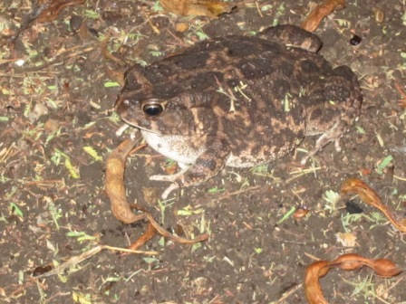 ndutu