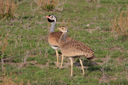 ndutu