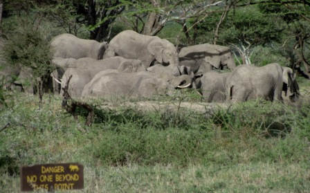 ndutu