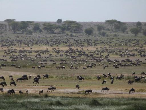 Early migration in Big Marsh ndutu