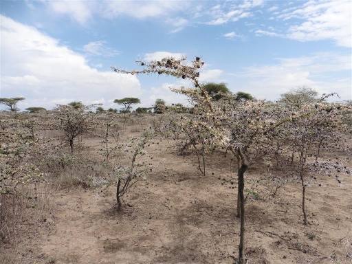 Which tree to choose? ndutu