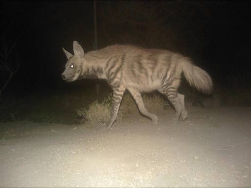 Striped Hyena ndutu