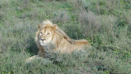 Two new males in Big Marsh, Still awaiting the allocation of names! ndutu