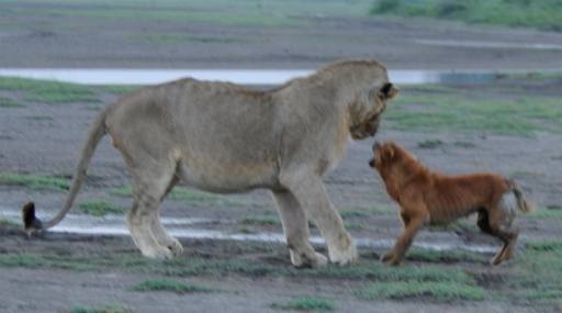 Rabid dog approaching Lion Big Marsh ndutu