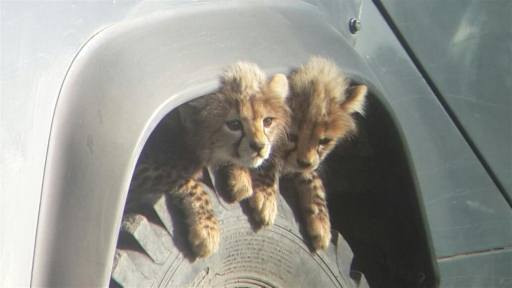 Just too cute for words! Photo by Hamisi ndutu