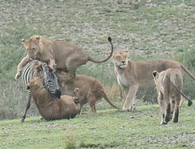 ndutu newsletter image ndutu