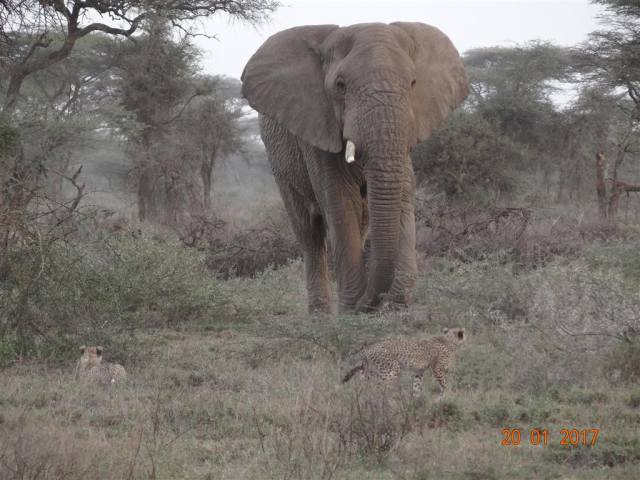 ndutu newsletter image ndutu