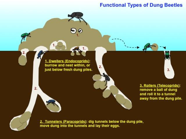 ndutu newsletter image ndutu