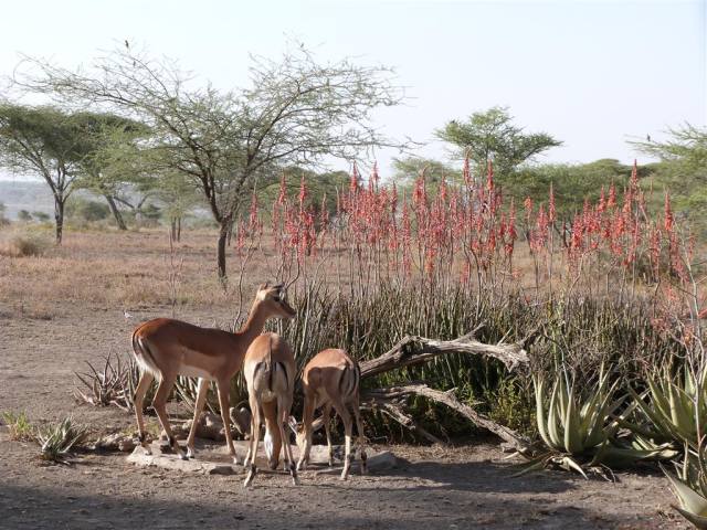 ndutu newsletter image ndutu