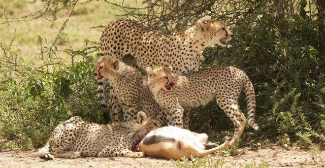 ndutu newsletter image ndutu