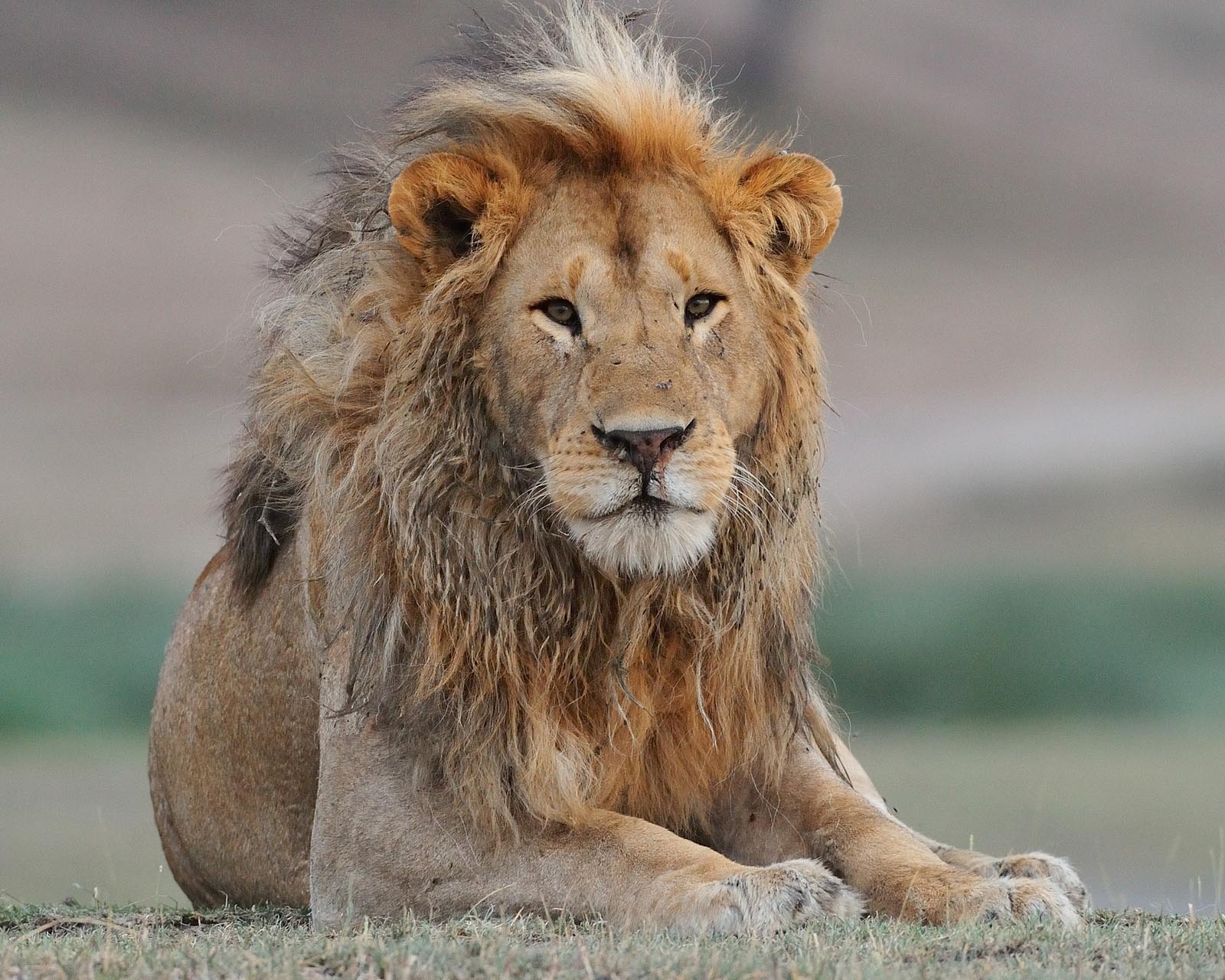 Male-Lion-Copyright-Martin-Van-Locken.jpg