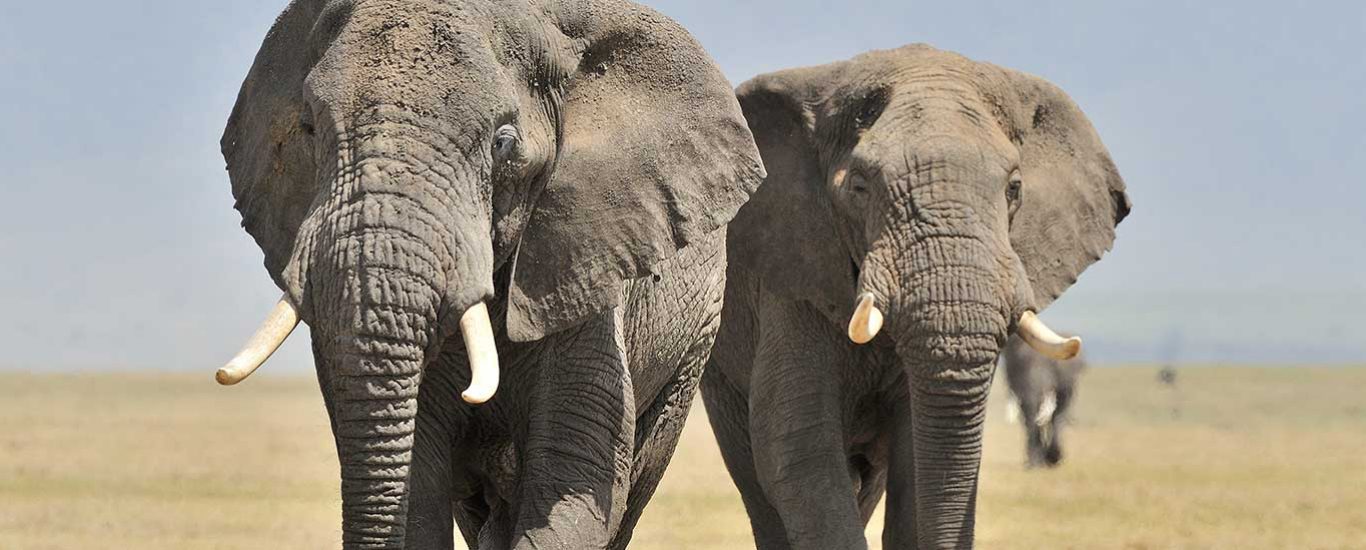 serengeti safari wildlands